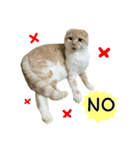Ding-Ding cat（個別スタンプ：18）
