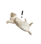 Ding-Ding cat（個別スタンプ：19）