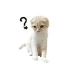 Ding-Ding cat（個別スタンプ：20）