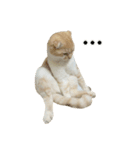 Ding-Ding cat（個別スタンプ：21）