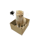 Ding-Ding cat（個別スタンプ：22）