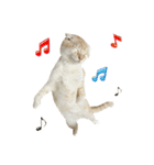 Ding-Ding cat（個別スタンプ：24）