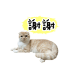 Ding-Ding cat（個別スタンプ：25）