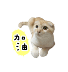Ding-Ding cat（個別スタンプ：26）