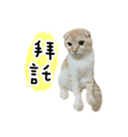 Ding-Ding cat（個別スタンプ：27）