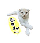 Ding-Ding cat（個別スタンプ：28）
