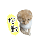 Ding-Ding cat（個別スタンプ：29）
