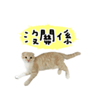 Ding-Ding cat（個別スタンプ：30）