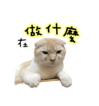 Ding-Ding cat（個別スタンプ：31）