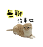 Ding-Ding cat（個別スタンプ：32）