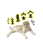 Ding-Ding cat（個別スタンプ：33）