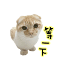 Ding-Ding cat（個別スタンプ：34）