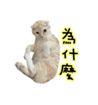 Ding-Ding cat（個別スタンプ：35）