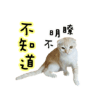 Ding-Ding cat（個別スタンプ：36）
