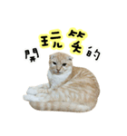 Ding-Ding cat（個別スタンプ：37）