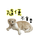 Ding-Ding cat（個別スタンプ：38）