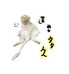 Ding-Ding cat（個別スタンプ：39）