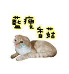 Ding-Ding cat（個別スタンプ：40）