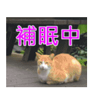 簡単見積もり5（個別スタンプ：26）