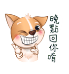 Chihuahua Didi（個別スタンプ：4）