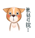 Chihuahua Didi（個別スタンプ：13）