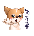 Chihuahua Didi（個別スタンプ：16）