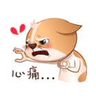 Chihuahua Didi（個別スタンプ：20）