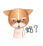 Chihuahua Didi（個別スタンプ：34）