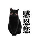 BOBO Family Daily（個別スタンプ：16）
