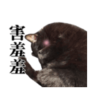 BOBO Family Daily（個別スタンプ：18）