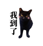 BOBO Family Daily（個別スタンプ：20）