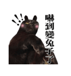 BOBO Family Daily（個別スタンプ：31）