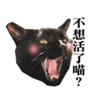 BOBO Family Daily（個別スタンプ：34）
