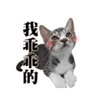 BOBO Family Daily（個別スタンプ：37）