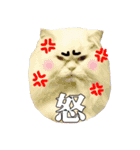 BOBO Family Daily（個別スタンプ：38）