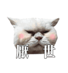 BOBO Family Daily（個別スタンプ：40）