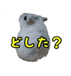 ハムスターのダイコク（個別スタンプ：3）