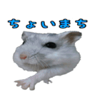 ハムスターのダイコク（個別スタンプ：5）