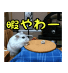 ハムスターのダイコク（個別スタンプ：7）