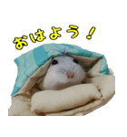 ハムスターのダイコク（個別スタンプ：8）