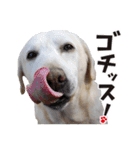 警察犬きな子（個別スタンプ：28）