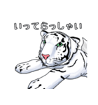 ホワイトタイガーのたま（個別スタンプ：12）