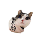 実写猫マンチカン（個別スタンプ：2）