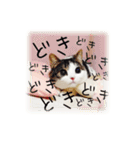 実写猫マンチカン（個別スタンプ：19）