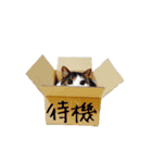 実写猫マンチカン（個別スタンプ：38）