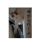 猫 スコティッシュホールド スタンプ 4（個別スタンプ：3）