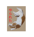 猫 スコティッシュホールド スタンプ 4（個別スタンプ：6）