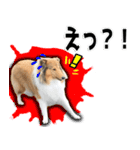 かわいいラフコリー（個別スタンプ：14）
