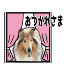 かわいいラフコリー（個別スタンプ：15）