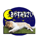 かわいいラフコリー（個別スタンプ：19）